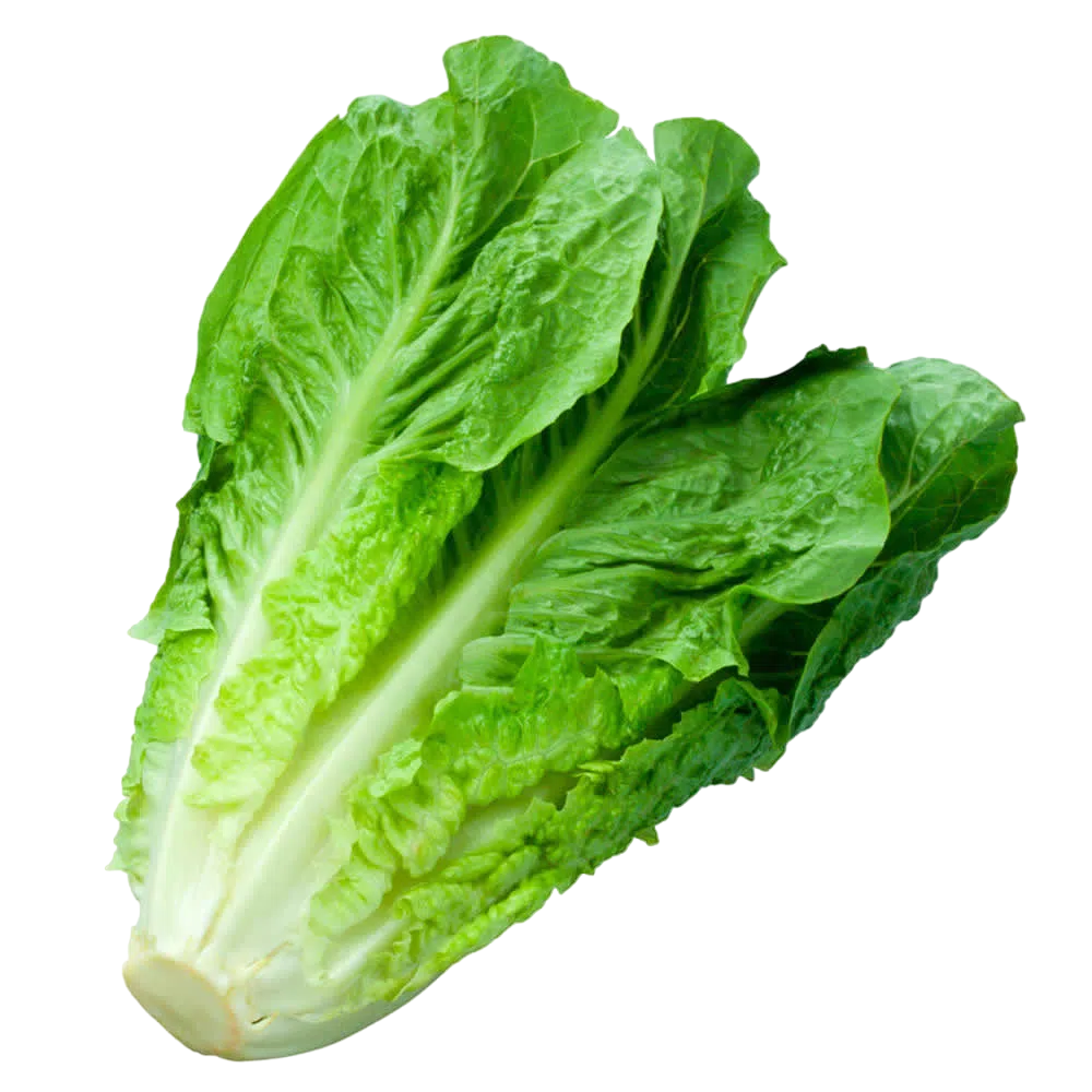 Lechuga Costina 1UN