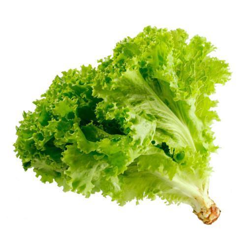 Lechuga Hidropónica Verde 1UN