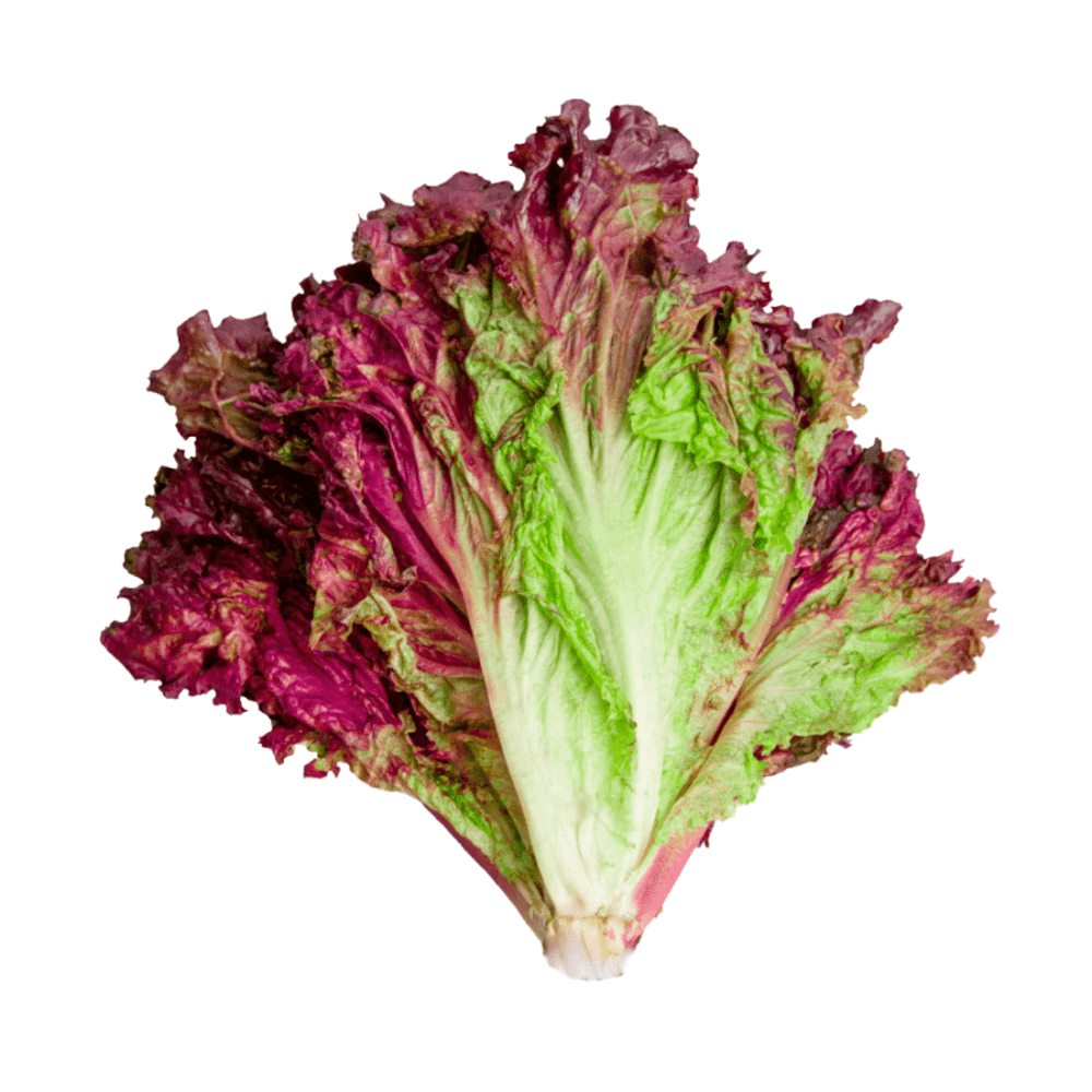 Lechuga Morada 1UN